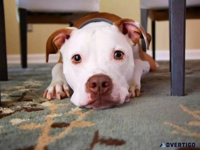 Exploring Animal Welfare Week - Pet Clinic in Watertown WI
