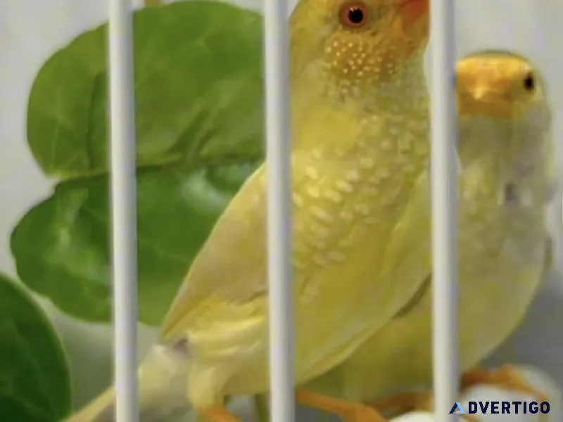 Yellow Face Star Finches
