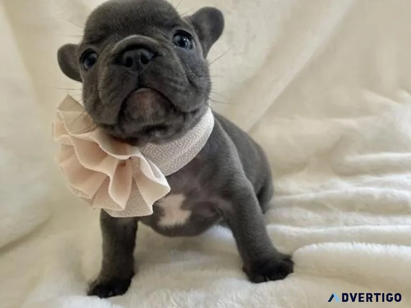 French bulldog puppies available