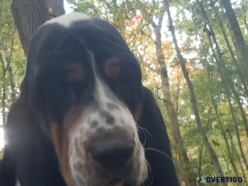 Basset Hound Puppy in NC - Female - Ready for new family