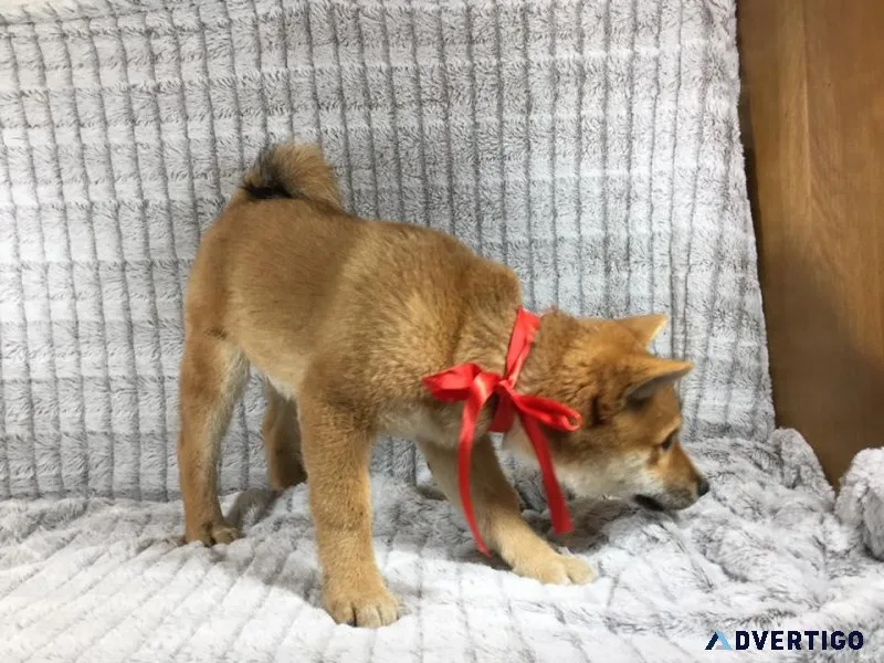 Shiba Inu Puppy for Rehoming