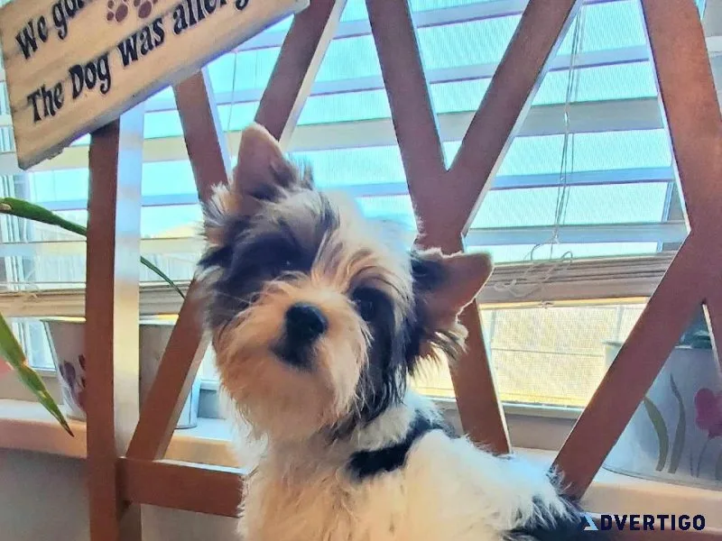Biewer Terrier
