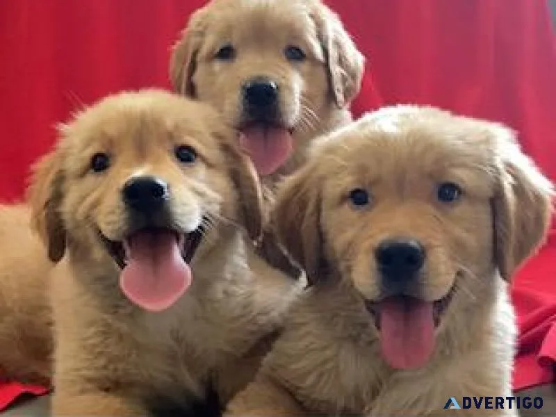 Golden Retriever puppies