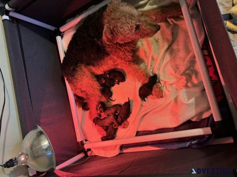 Purebred Airedale Terrier Puppies