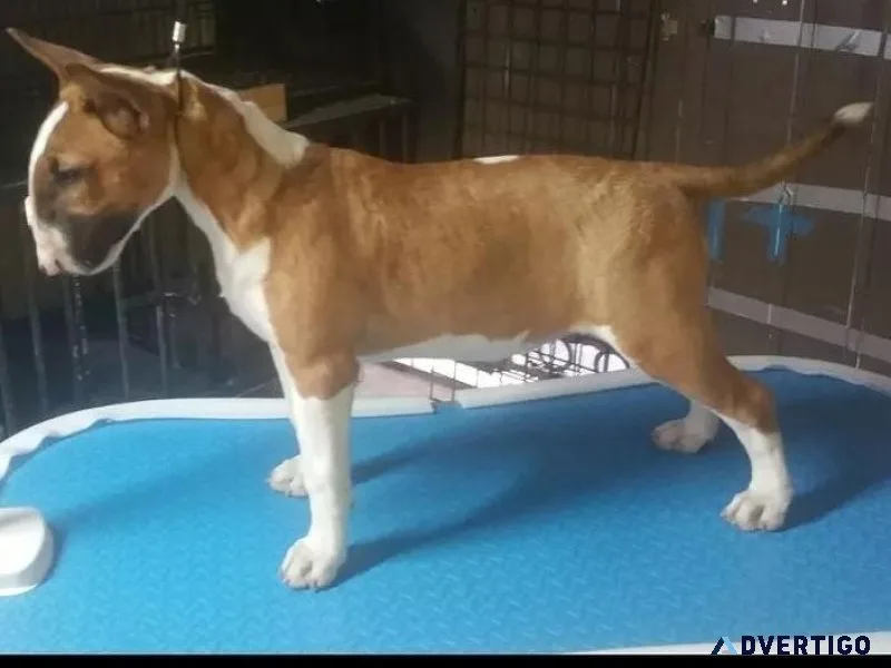 Bull Terrier female