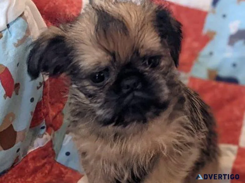 Home trained Brussels Griffon Puppies