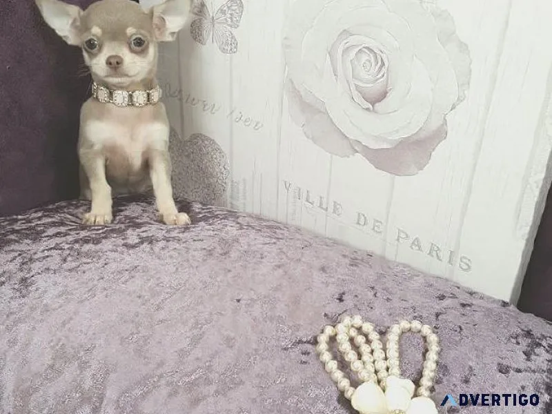 Small Chihuahua Puppies For Sale