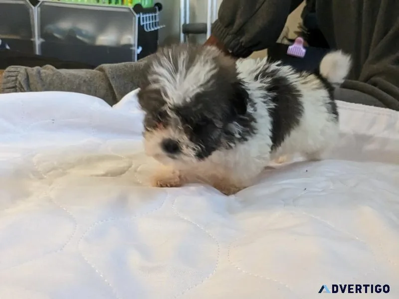 Male Shichon puppy for Sale( Teddy Bear puppy)