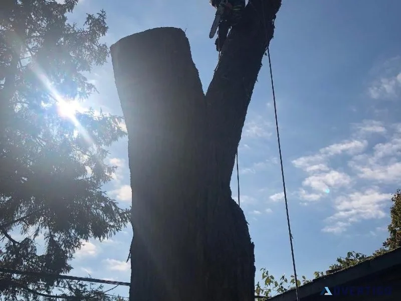 PROFESSIONAL TREE REMOVAL SERVICE TORONTO  647-498-7788
