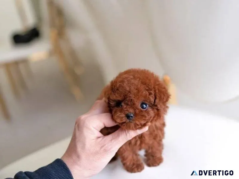 TOYPOODLES