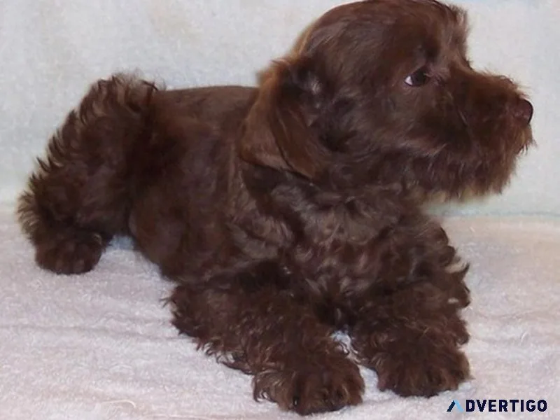 Miniature Schnauzer Puppies