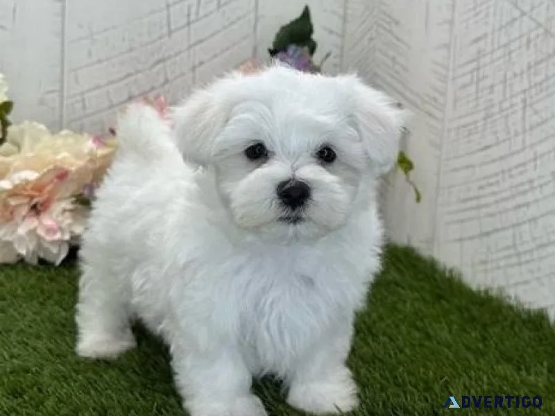 Beautiful Maltese Puppies.