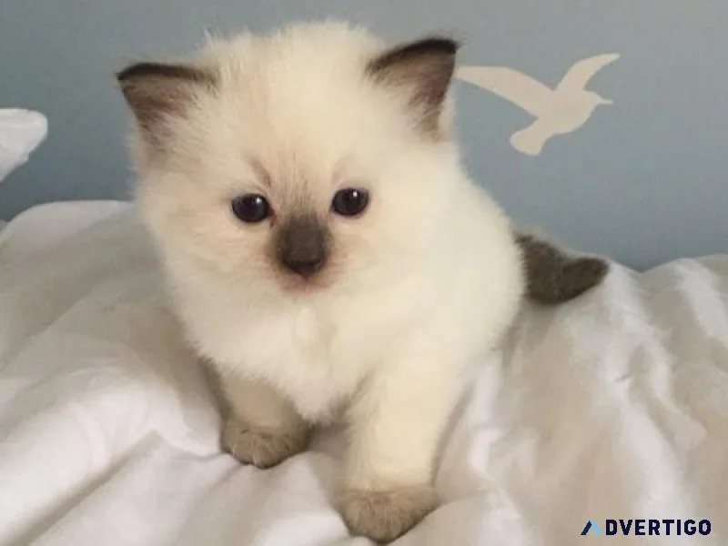 Friendly and Playful cute Ragdoll Kittens.....
