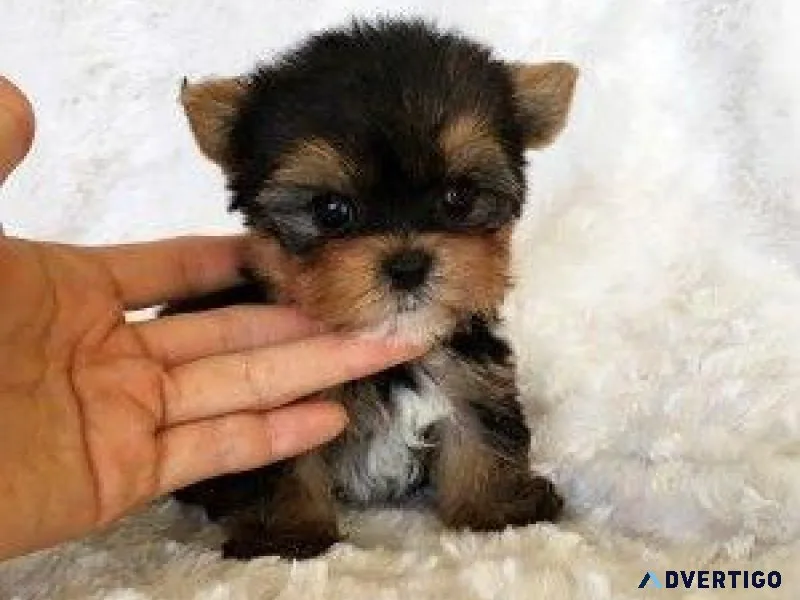 Gorgeous Tiny YorkiePoo Puppies