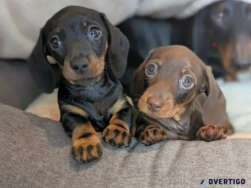 Dachshunds Puppies