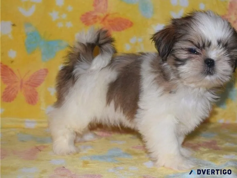 Lovely Shih Tzu Puppies For Sale