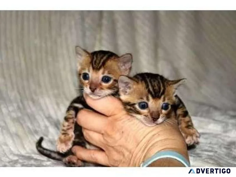 FHW2 Bengal kitten for Sale