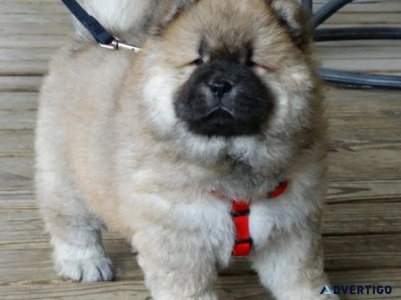 Adorable Chow Chow Puppies ready