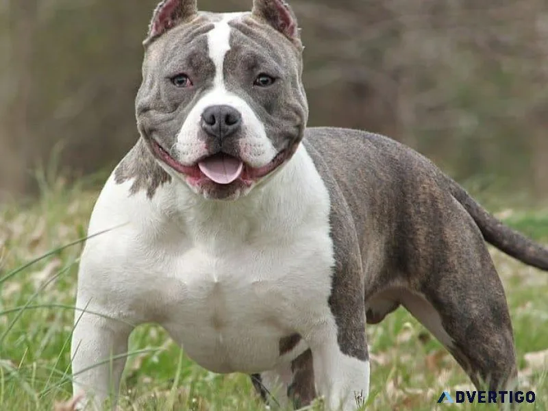 Puppy Pitbull