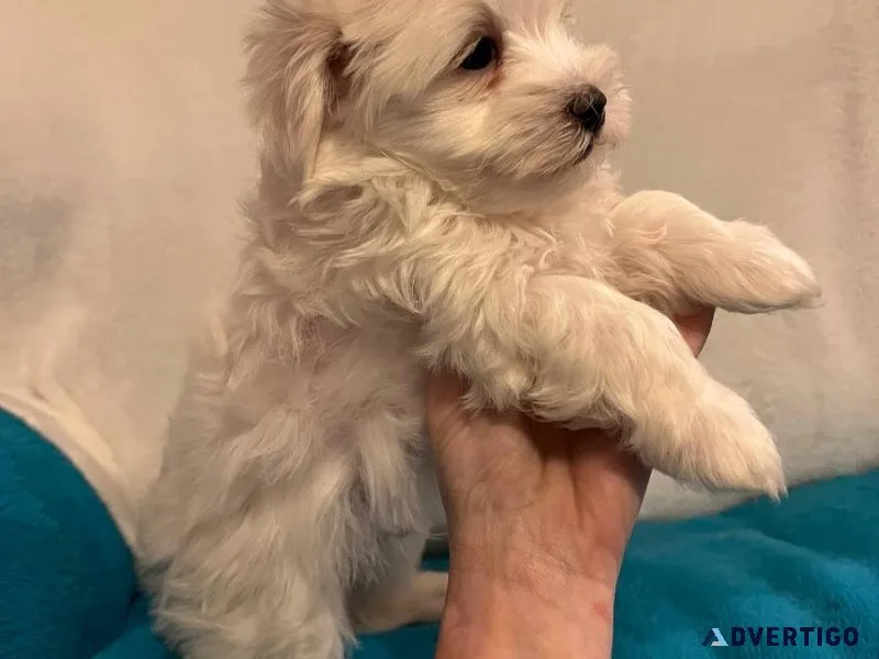 vhy  Charming MALTIPOO  puppies