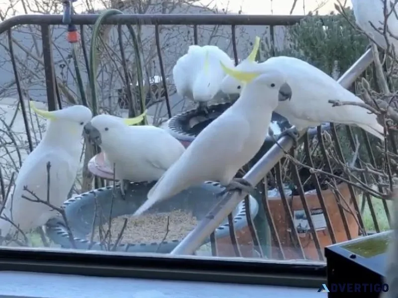 Home of beautiful parrots