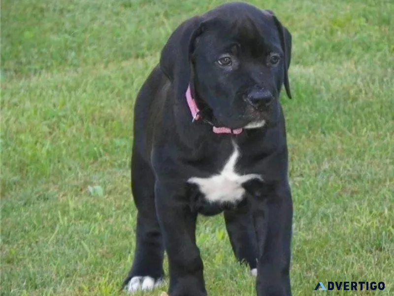 Home raised South African Boerboel Puppies