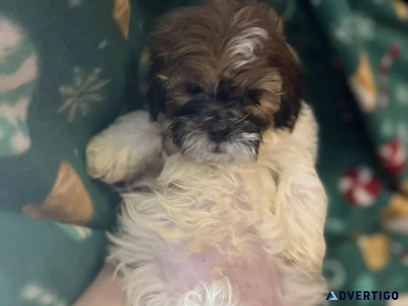 Adorable Shih-Tzu Puppies