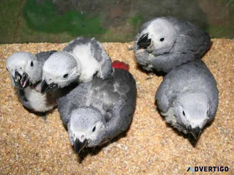 Super Friendly Babies African Grey Parrots Available.