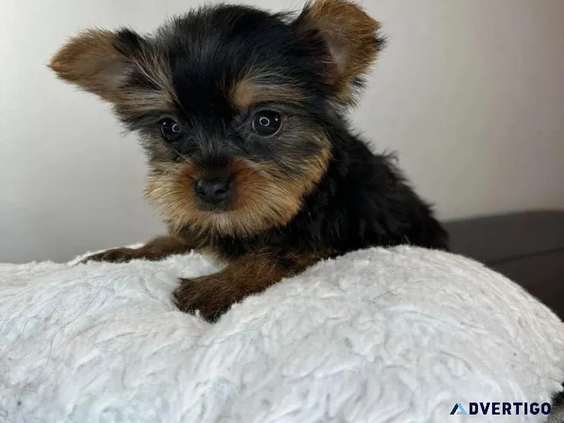 Yorkies puppies available
