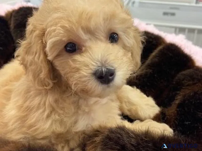 PURE TOY POODLE PUPPIES