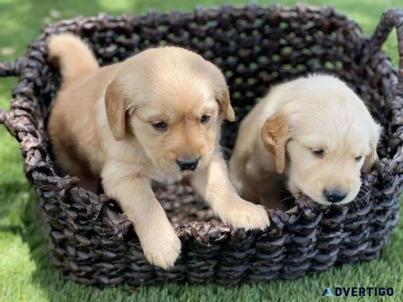 Adorable golden retriever puppies for sale