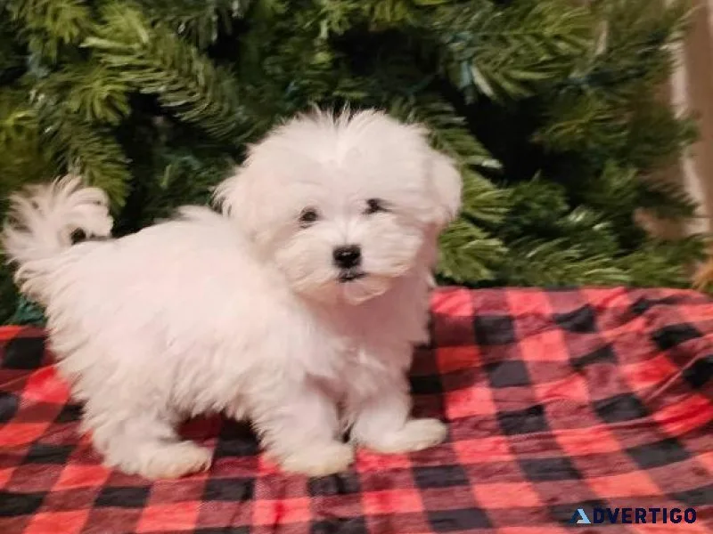 Charming Maltese puppies