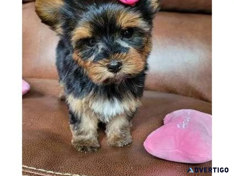 Quality Yorkie puppies ready