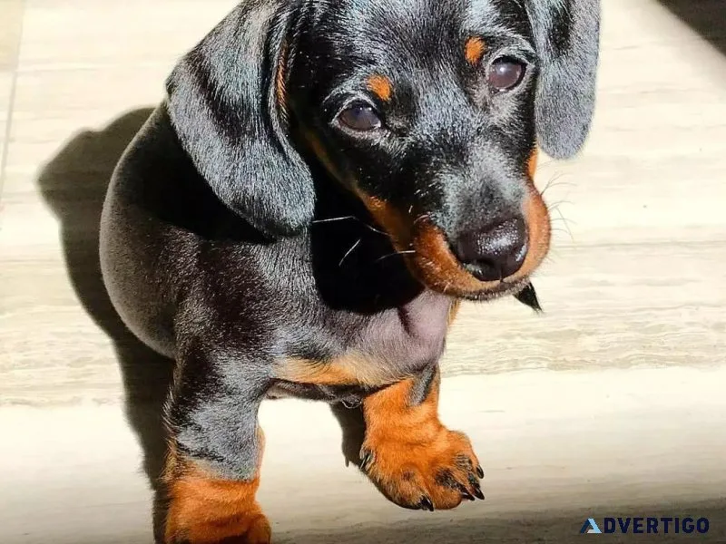 Pra Clear Dachshunds Puppies