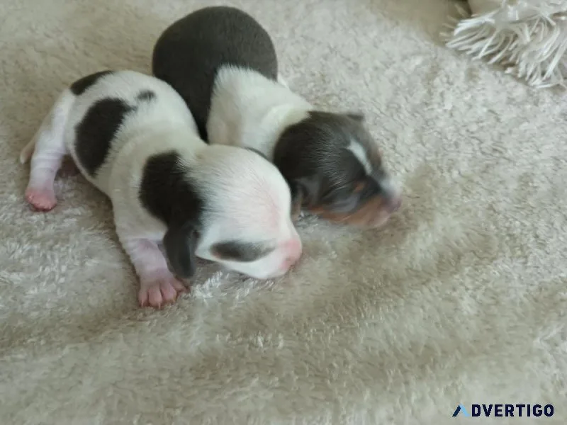 Miniature Dachshund