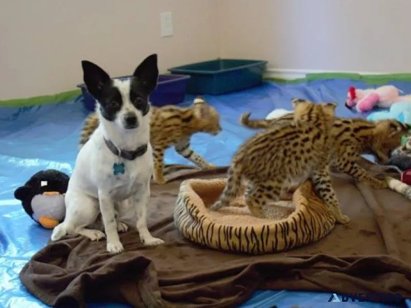SavannahServal