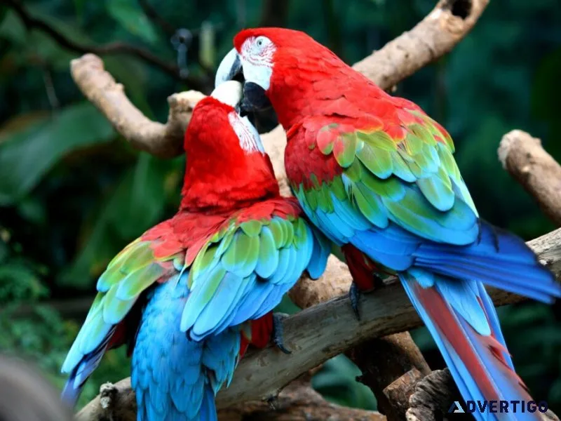 African grey parrots