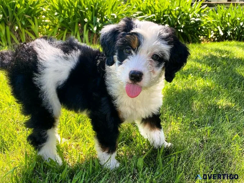 Bernedoodle
