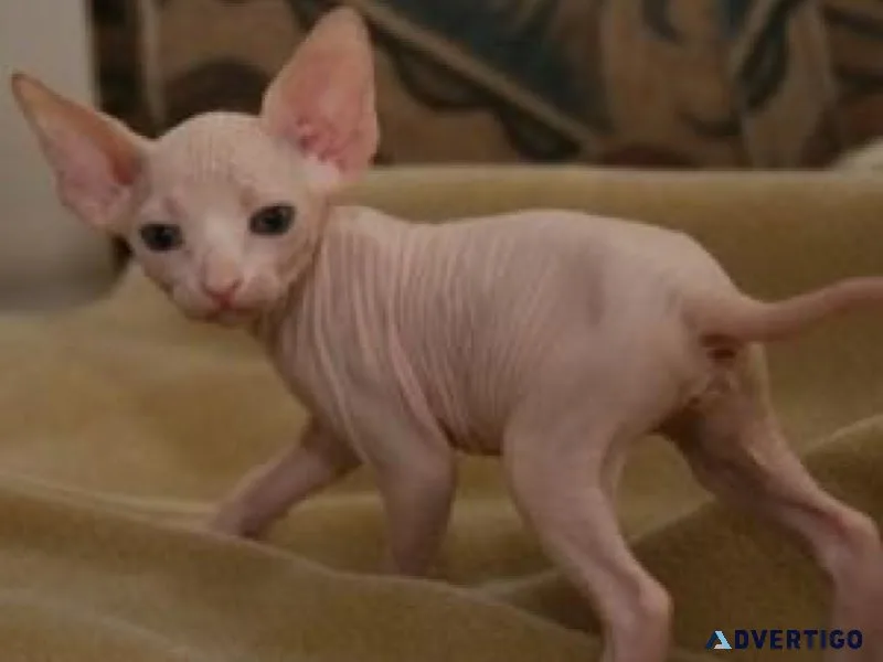 Healthy male and female Sphynx kittens Seeking new homes