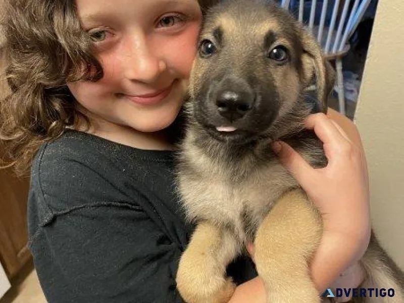 AKC Registered German Shepherd  Puppies