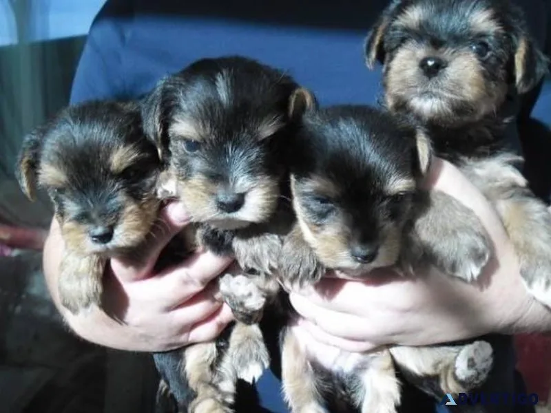 girl teacup yorkies for sale