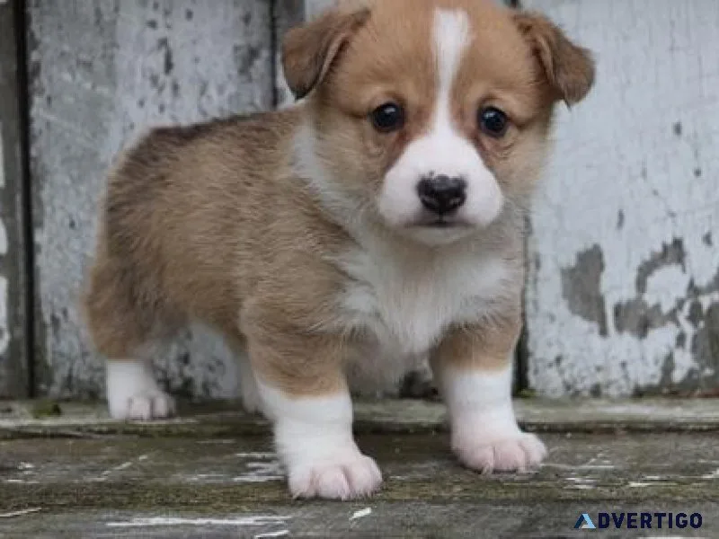 AKC Pemborke Welsh Corgie Puppies
