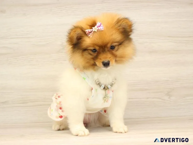 Toy Pomeranian Puppy For Sale