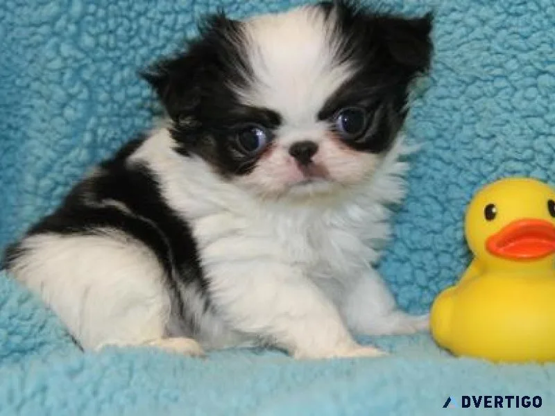 Japanese Chin Puppies for Sale