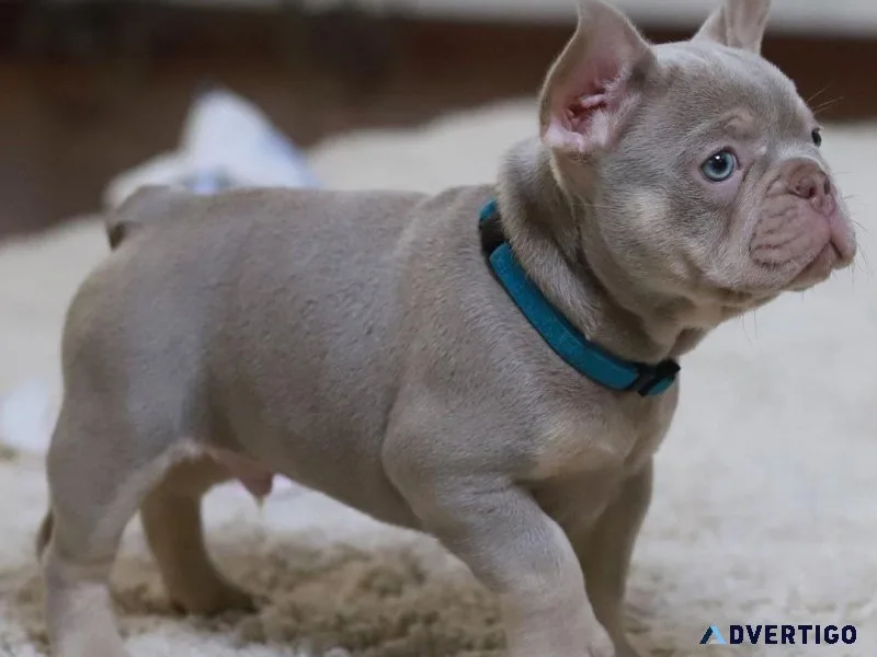 Gorgeous French Bulldog Puppies For Sale.