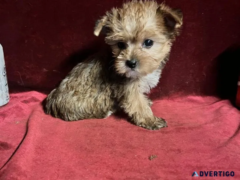 a teacup yorkie