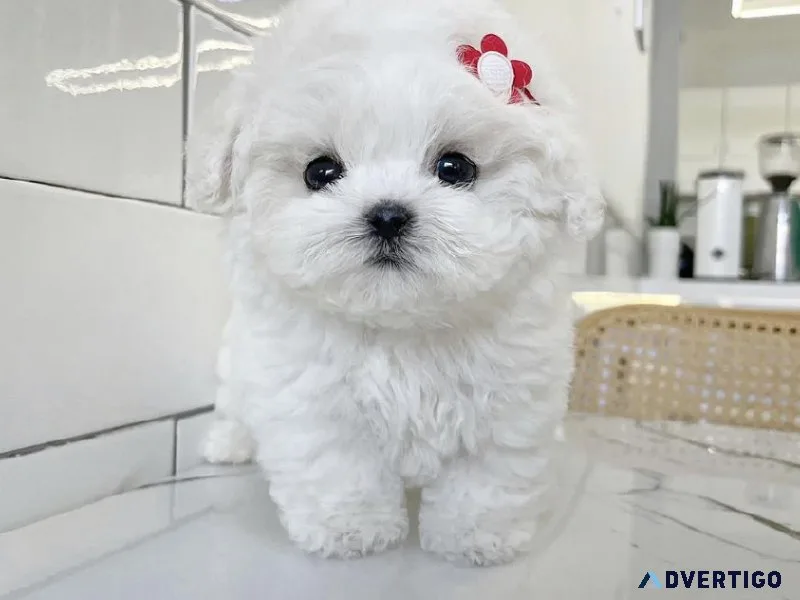 Teacup maltipoo