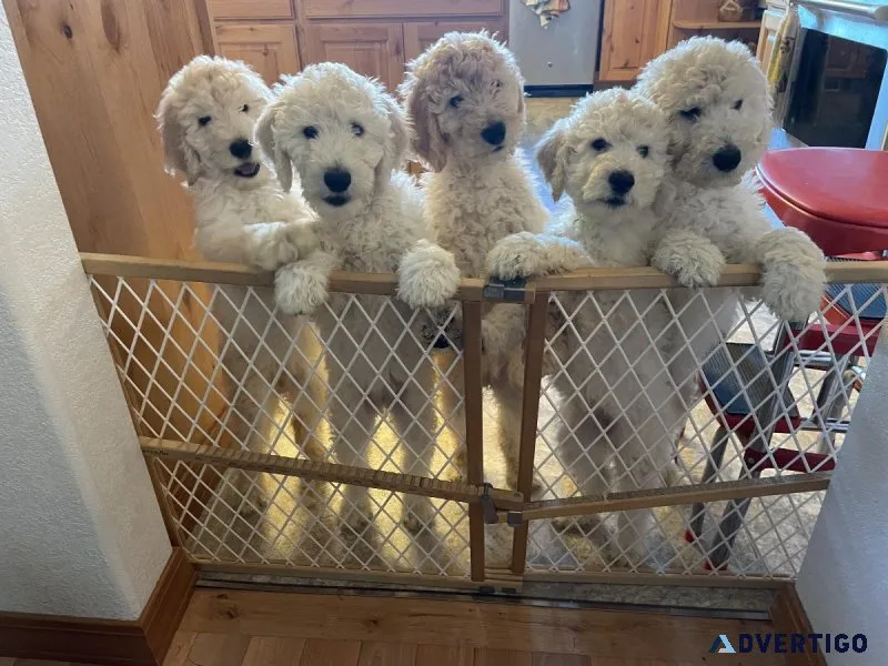AKC Standard Poodle Puppies