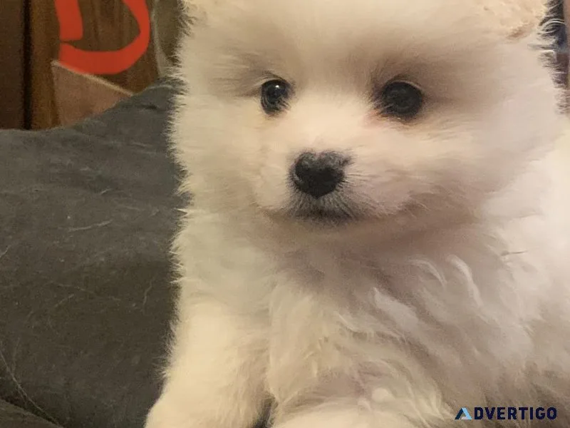Adorable Pomeranian Puppies