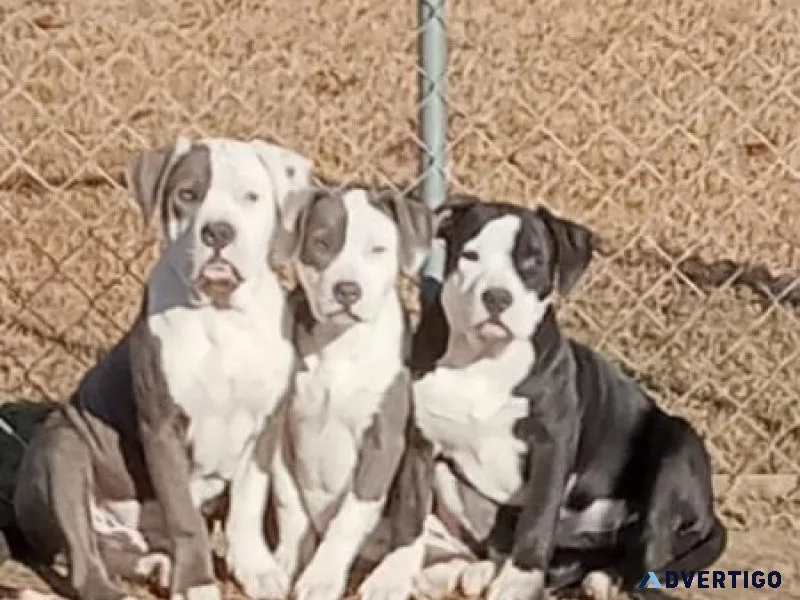 Bully Pit